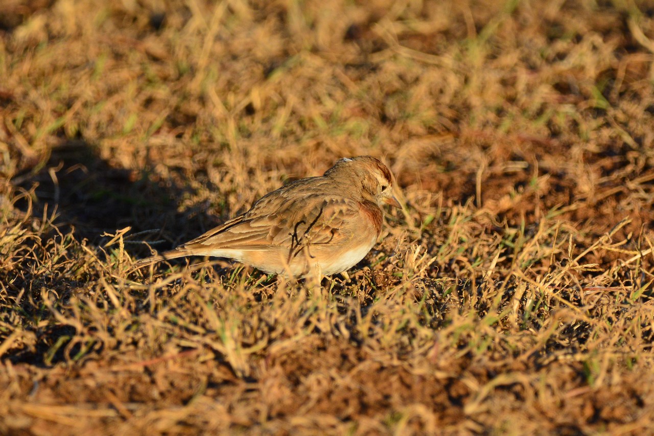 Calandrella cinerea cinerea Calandrella cinerea cinerea
